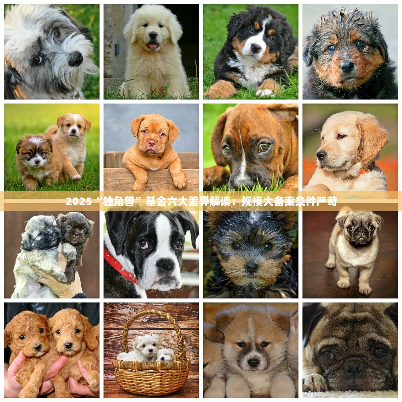 2025“独角兽”基金六大差异解读:规模大备案条件严苛 2025“独角兽”基金六大差异解读:规模大备案条件严苛