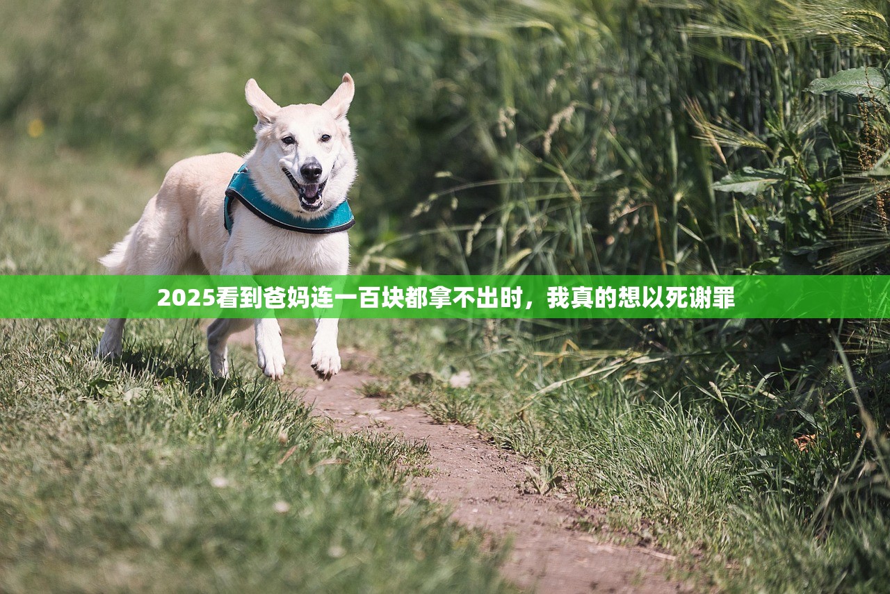2025雷军和他的飞猪十年 2025雷军和他的飞猪十年